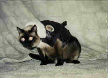 Cat