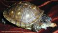 This baby box turtle poster is a very clear picture. The baby turle was only the size of a quarter when the pic was taken. Click the pic for bigger image.
