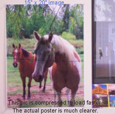 This poster is an item you can purchase at sale price, just tell us the *2 horses pic* and we will know to send you this one.